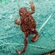 žába žáby migrace jaro přenášení ropucha skokan
