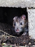 myš potkan deratizace plošná ilustrační foto PixBay