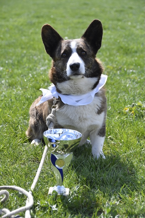Psí závod Corgi Czech Run 2025 přilákal stovky diváků
