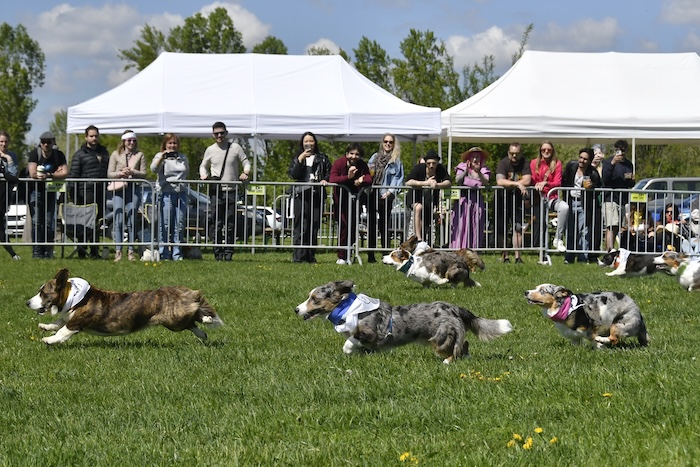 Psí závod Corgi Czech Run 2025 přilákal stovky diváků