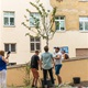 Komunitní sázení v Nuslích - úprava vnitrobloku na rohu Mečislavovy a Ctiradovy ulice - 17. 8. 2016