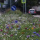 Praha 4 rozšiřuje květnaté louky
