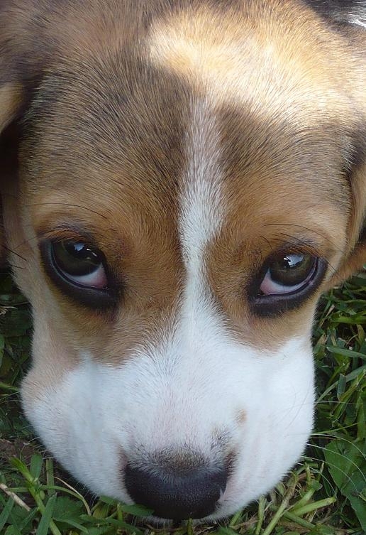 Foto psa Andy - Beagle