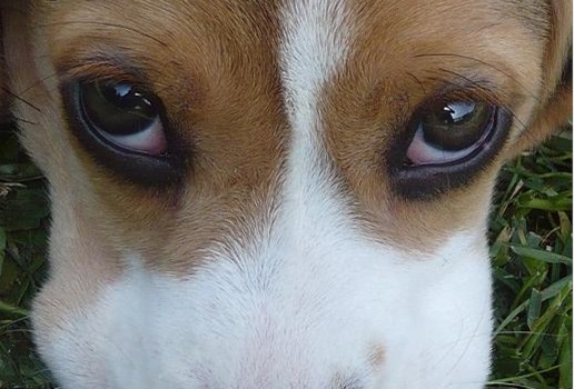 Foto psa Andy - Beagle