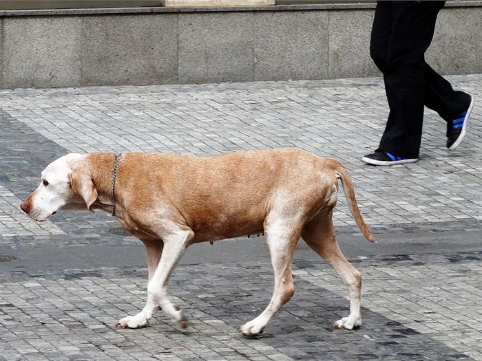 Pomoc seniorům a jejich pejskům